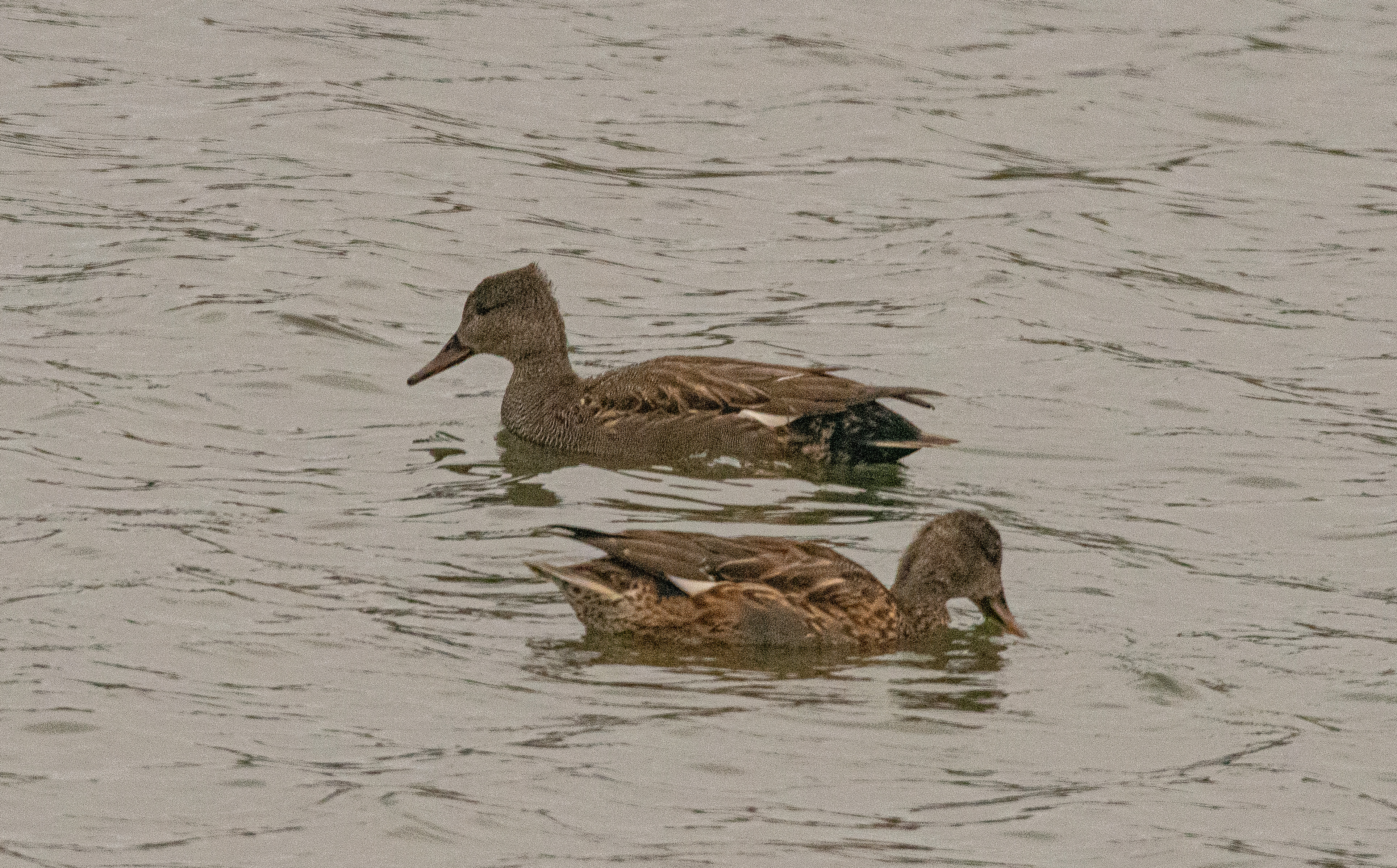 Canards chipeau (Gadwall; Marica strepera), couple internuptial, Réserve Naturelle de Mont-Bernanchon, Hauts de France.